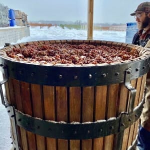 Ice Wine Harvest 2