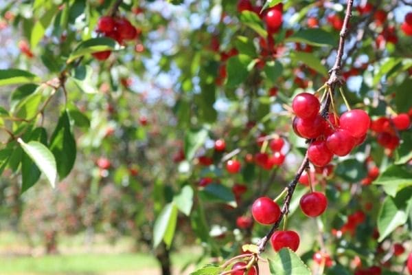 Where To Go Cherry Picking In Michigan This Summer