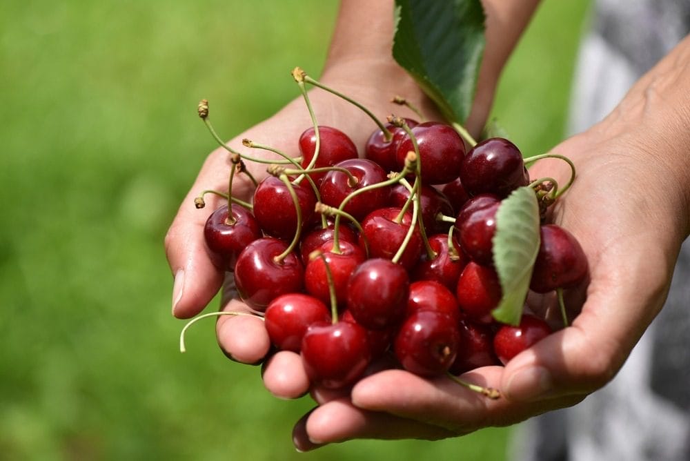 Where To Go Cherry Picking In Michigan This Summer 1