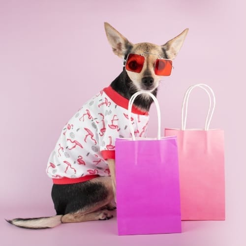 Small dog with sunglasses on and shopping bags.