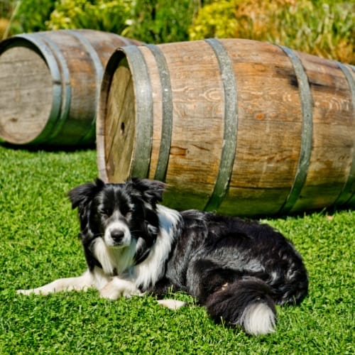 Dog laying in front of two wine barrels.