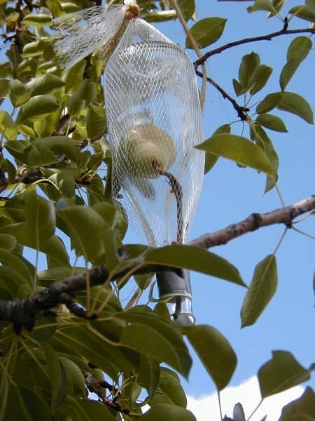 A group of people raising wine glasses in celebration